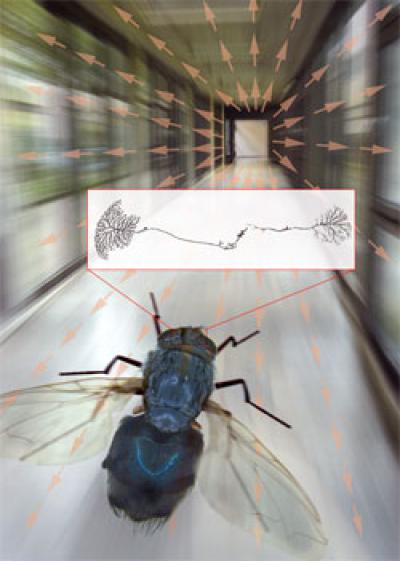 A Fly Flying Along a Corridor