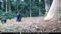 Gorilla Group2