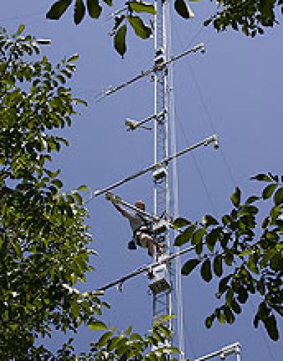 Walnut Trees Emit Aspirin-Like Chemical to Deal With Stress (2 of 2)