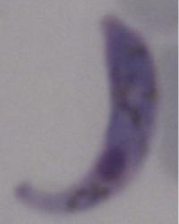 Mutant Malaria Parasite