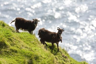 Retroviruses Reveal a Sheep's Tale (1 of 3)