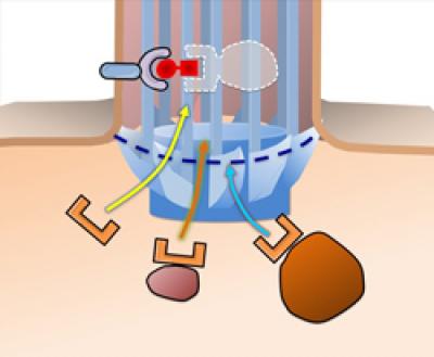 Experimental Setup