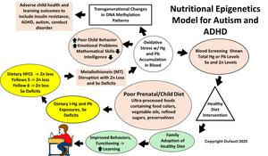 Nutritional epigenetics model for autism and ADHD