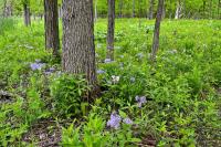 Forest Floor