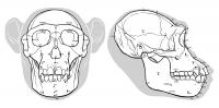 Ancient Hominid Reconstruction