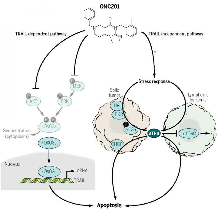 Candidate Cancer Drug Triggers Stress to Kill Solid and Blood Cancer ...