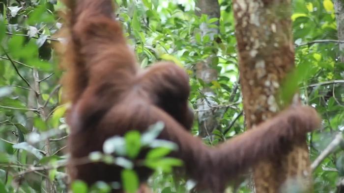 Bornean orangutan feeding in tree
