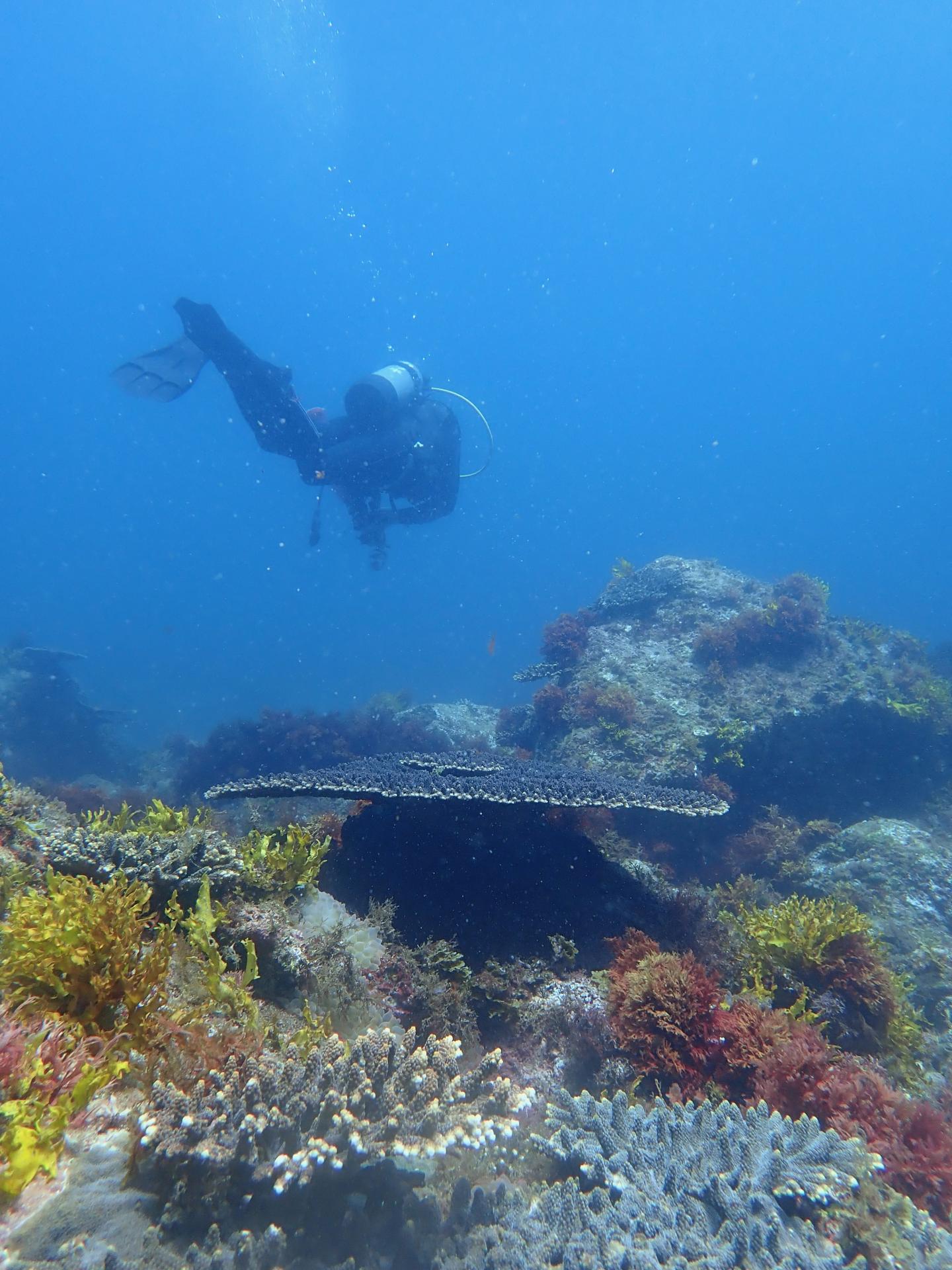 Research Dive