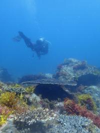 Research Dive