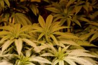 Marijuana Plant