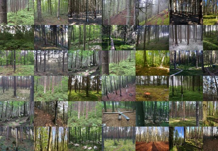 Sample Sites