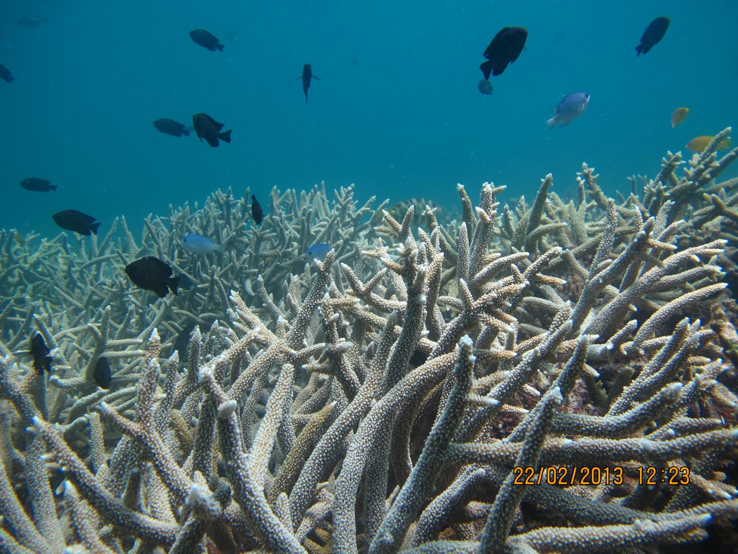 Coral