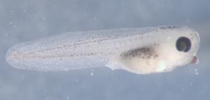 Xenopus Tadpole