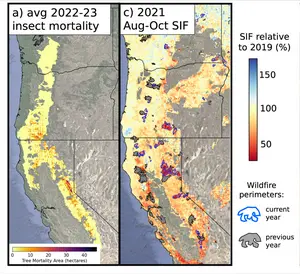 Insect mortality and SIF