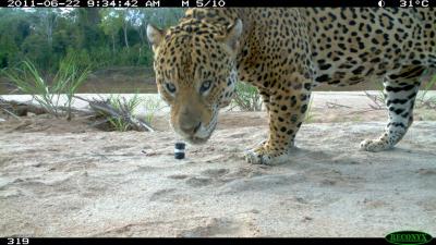 Jaguar Close-Up