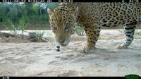 Jaguar Close-Up