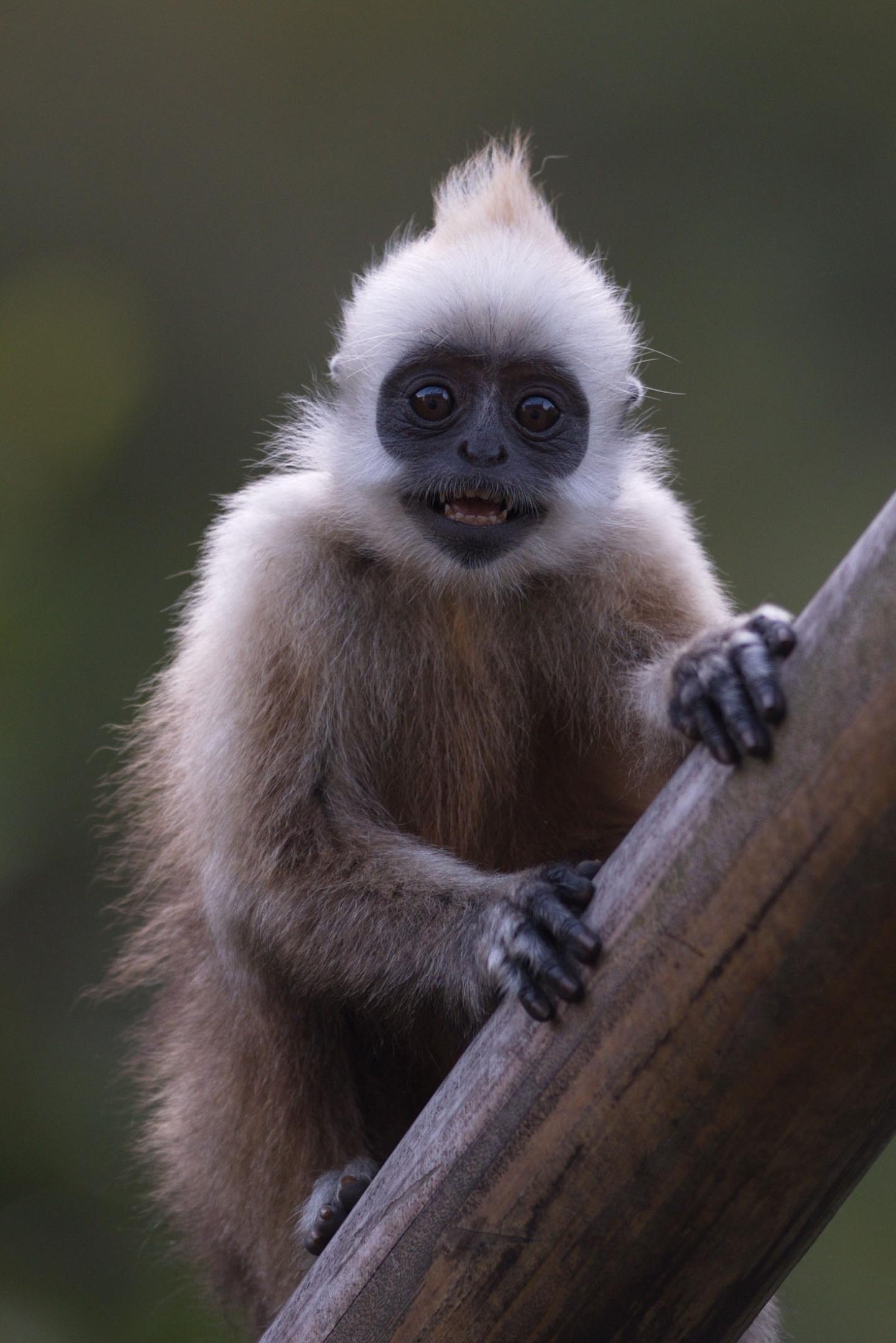 Hunting By Humans Significantly Reduces Bird and Mammal Populations (3 of 12)
