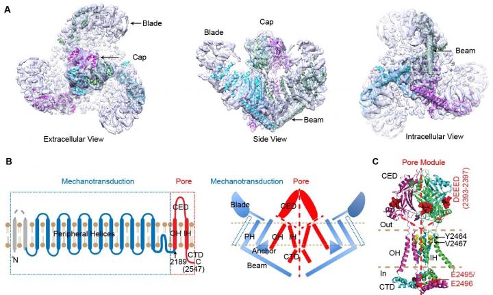 Mechanotransduction