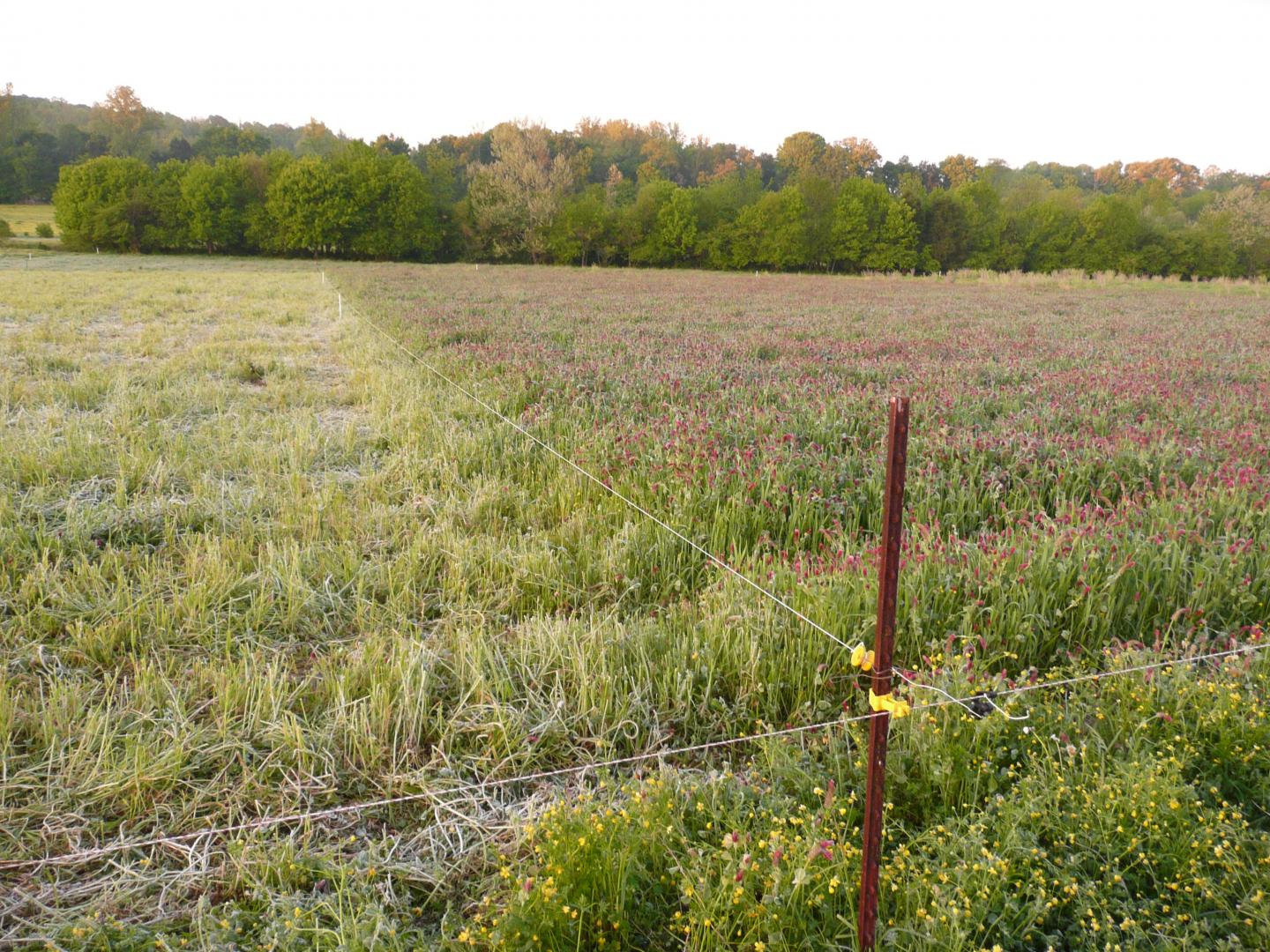 Organic Crimson Clover