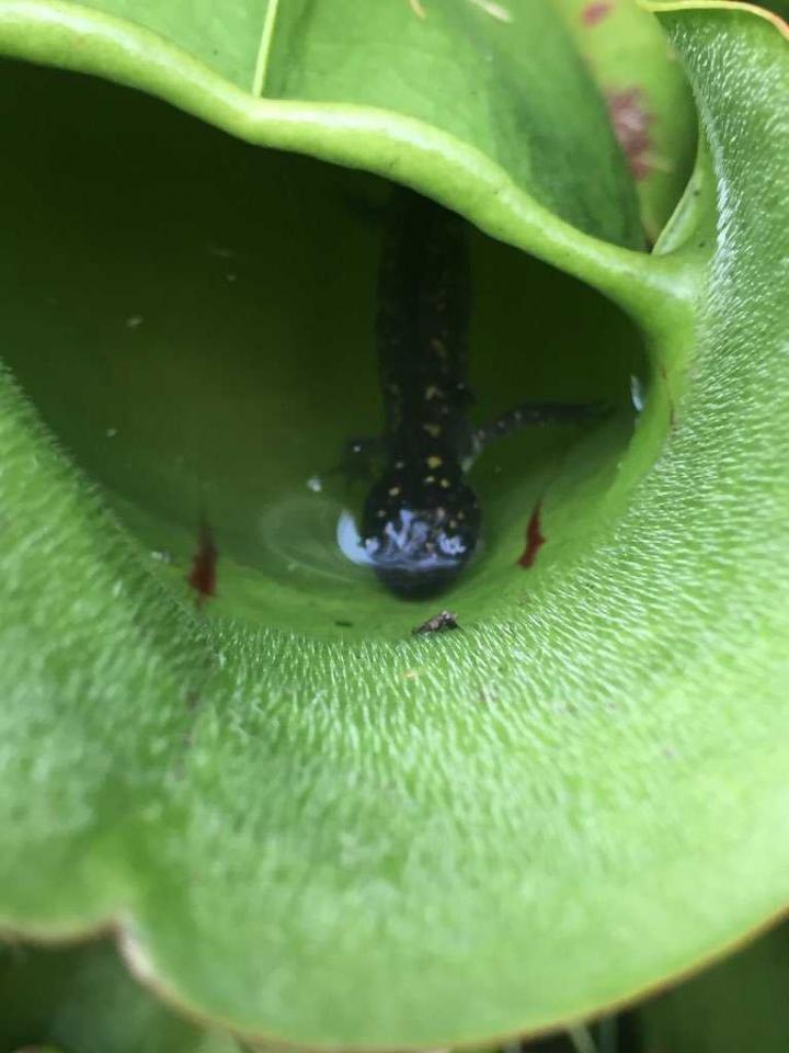 Pitcher Plant