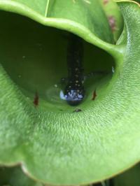 Pitcher Plant