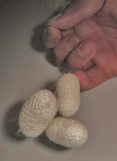 Silk, Material of the Future? (2 of 2)