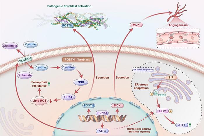 RUNX1 turns POSTN+ fibroblasts into stress-resistant scar builders.