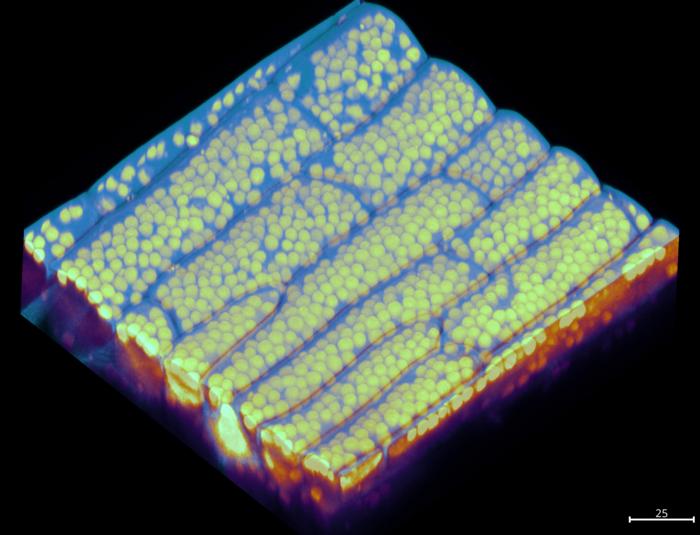 Three-dimensional rendered image