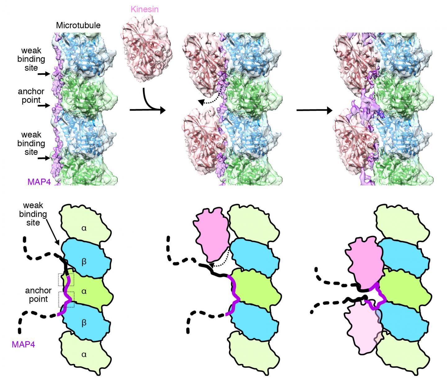 Keeping Our Cells Stable: a Closer Look at Microtubules (2 of 2)