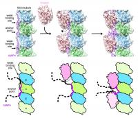 Keeping Our Cells Stable: a Closer Look at Microtubules (2 of 2)