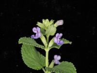 Catmint