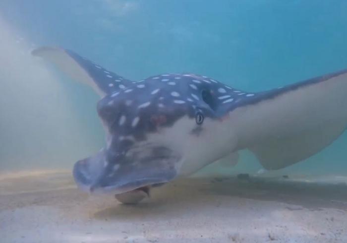 Whitespotted Eagle Ray