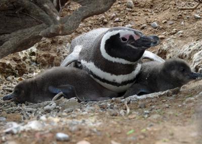Adult with Downy Chicks too Big to Brood