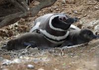 Adult with Downy Chicks too Big to Brood