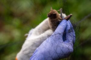 Carollia bat being freed from the mist net