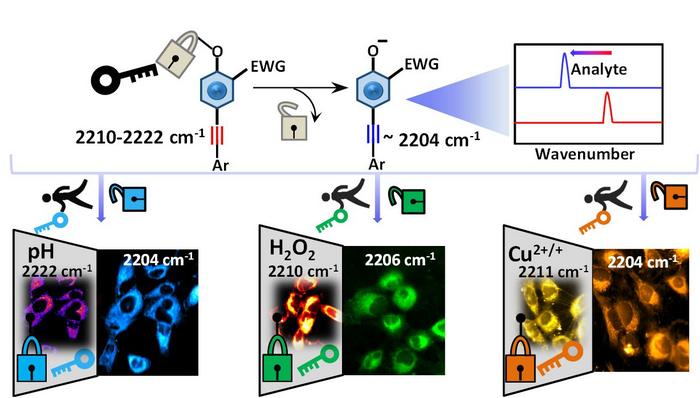 Activity-Based Alkyne-Tagged Raman sensors (ABATaRs) for imaging bio-analytes in live cells via Raman imaging.