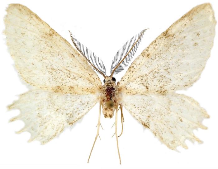 An adult male of Mirlatia arcuata