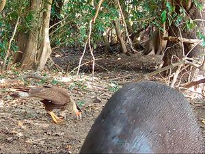 Caracara feeding at a giant otter latrine