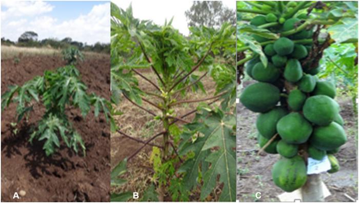 Plant growth characteristics at different stages for Carica papaya L.