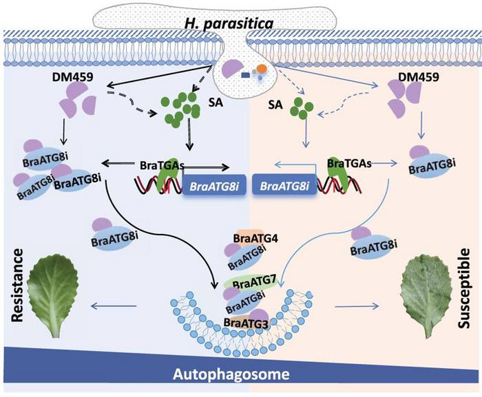 A working model for BraATG8i-mediated resistance enhancement in B. rapa against H. parasitica.
