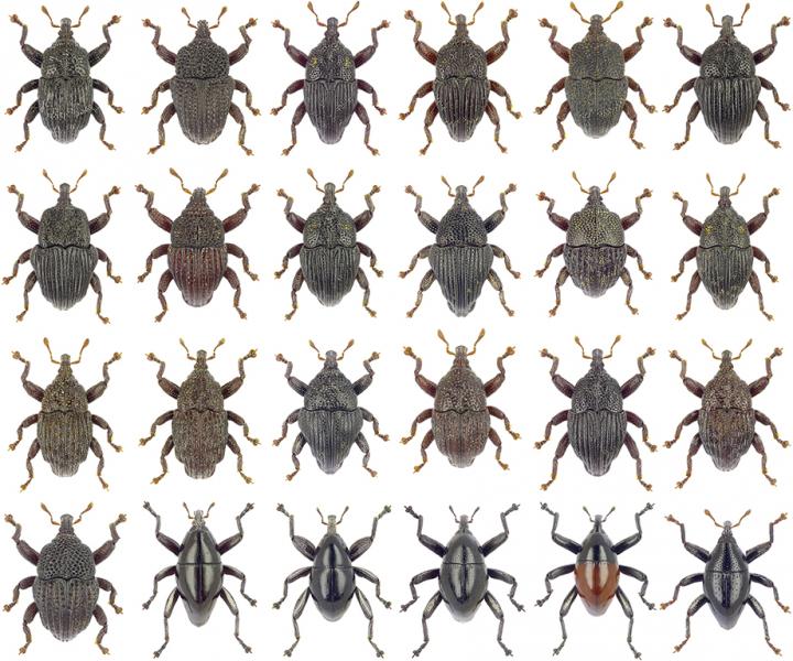 Twenty-Four New Beetle Species Discovered In Australian Rain Forests (1/23)