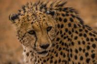 Cheetah