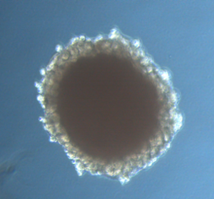 Kidney organoid