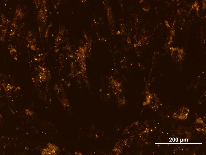 Cultured Stem Cells