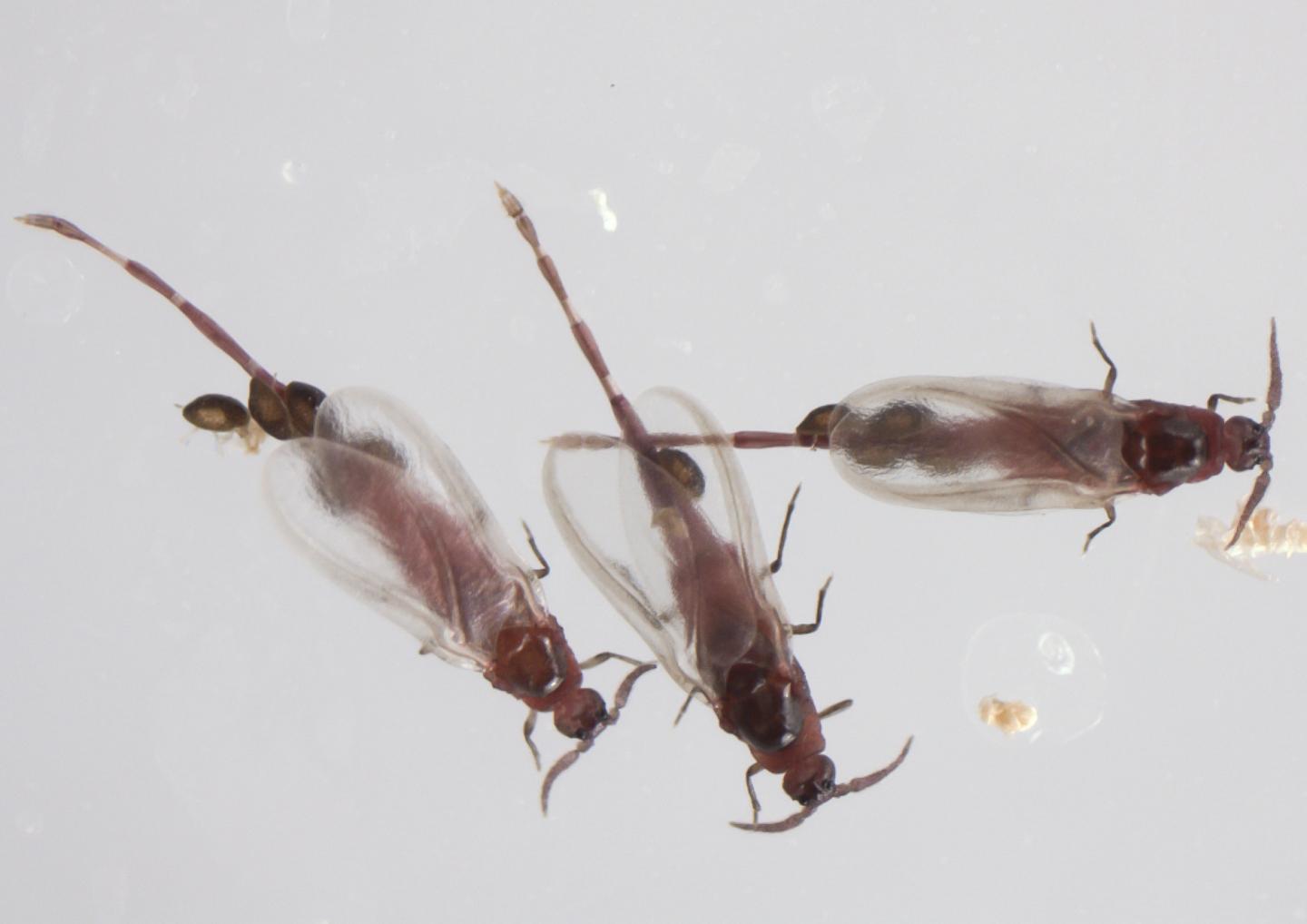 <i>Cystococcus campanidorsalis</i>
