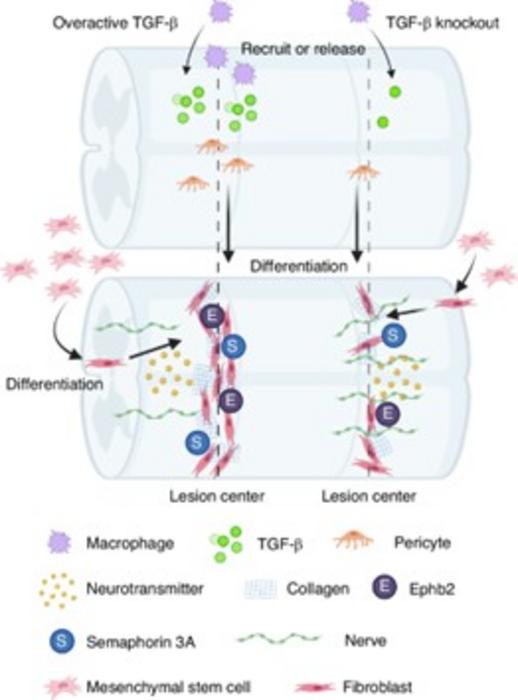 Role of TGF- β1 in spinal cord Injury