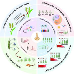 Conceptual framework for inflorescence architecture and yield improvement in wheat