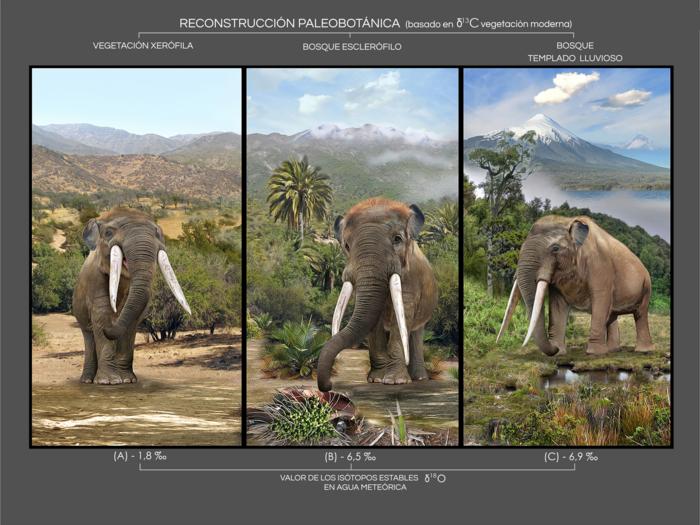 The disappearance of mastodons still threatens the native forests of South America