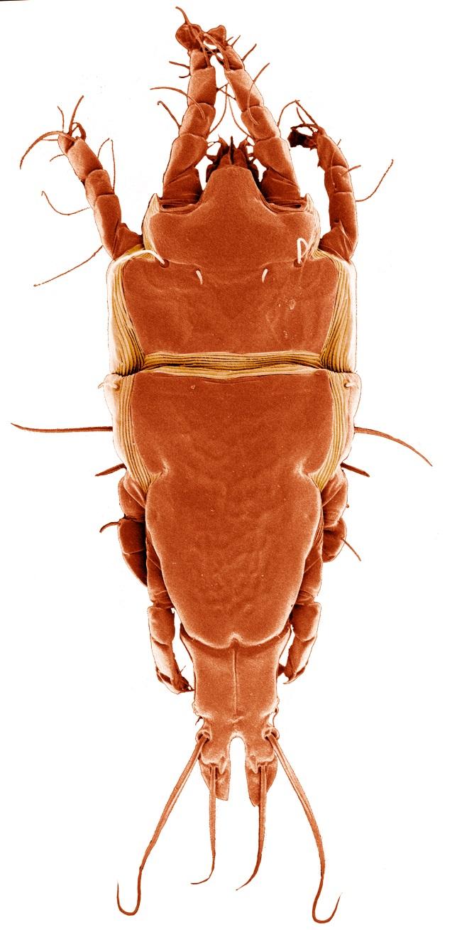 Mites
