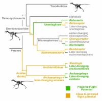 Evolutionary Tree
